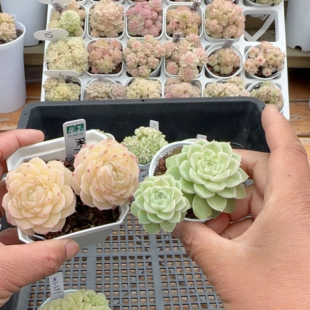 【闪购商品】0209-50（fm-9-2）