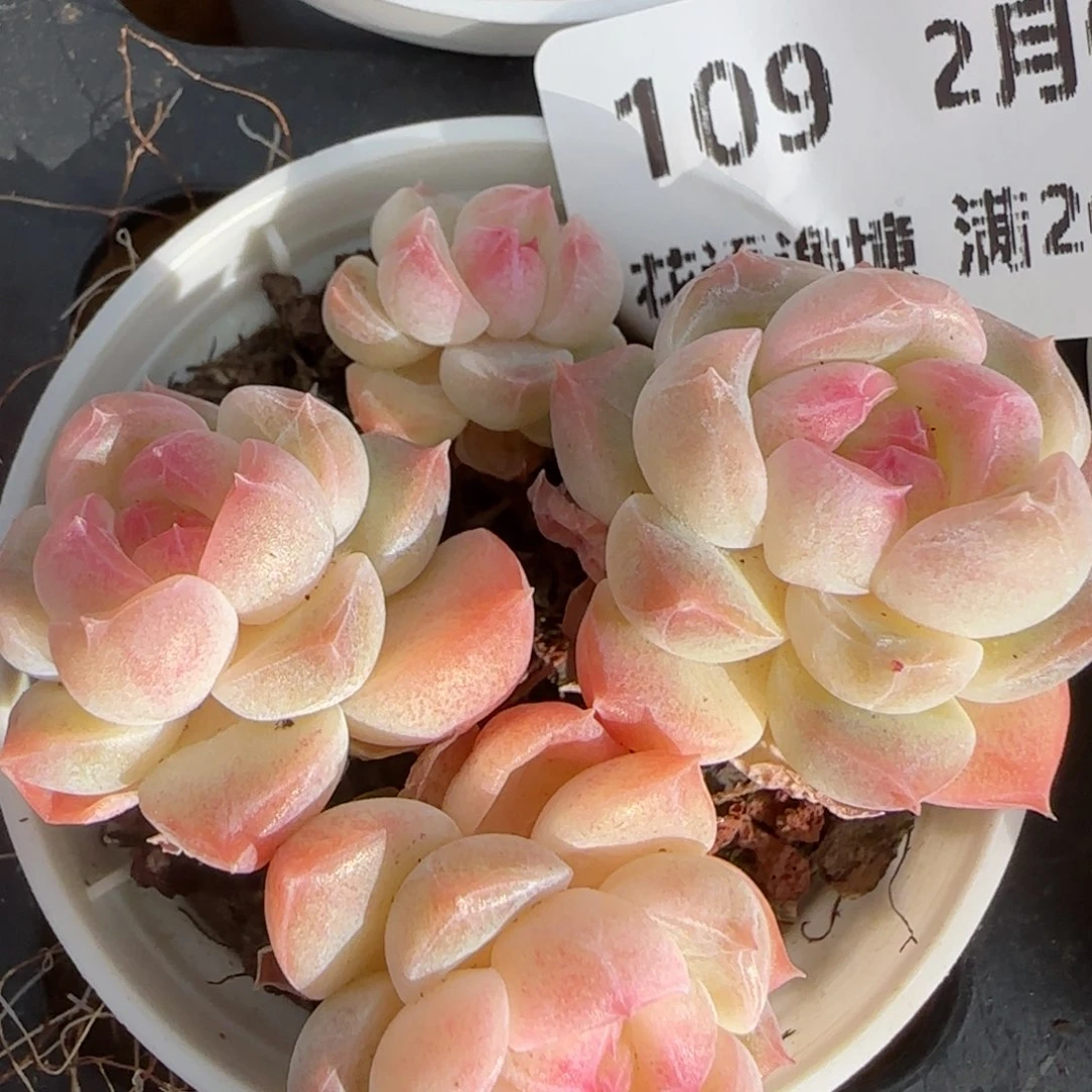 花语逸境0206-109