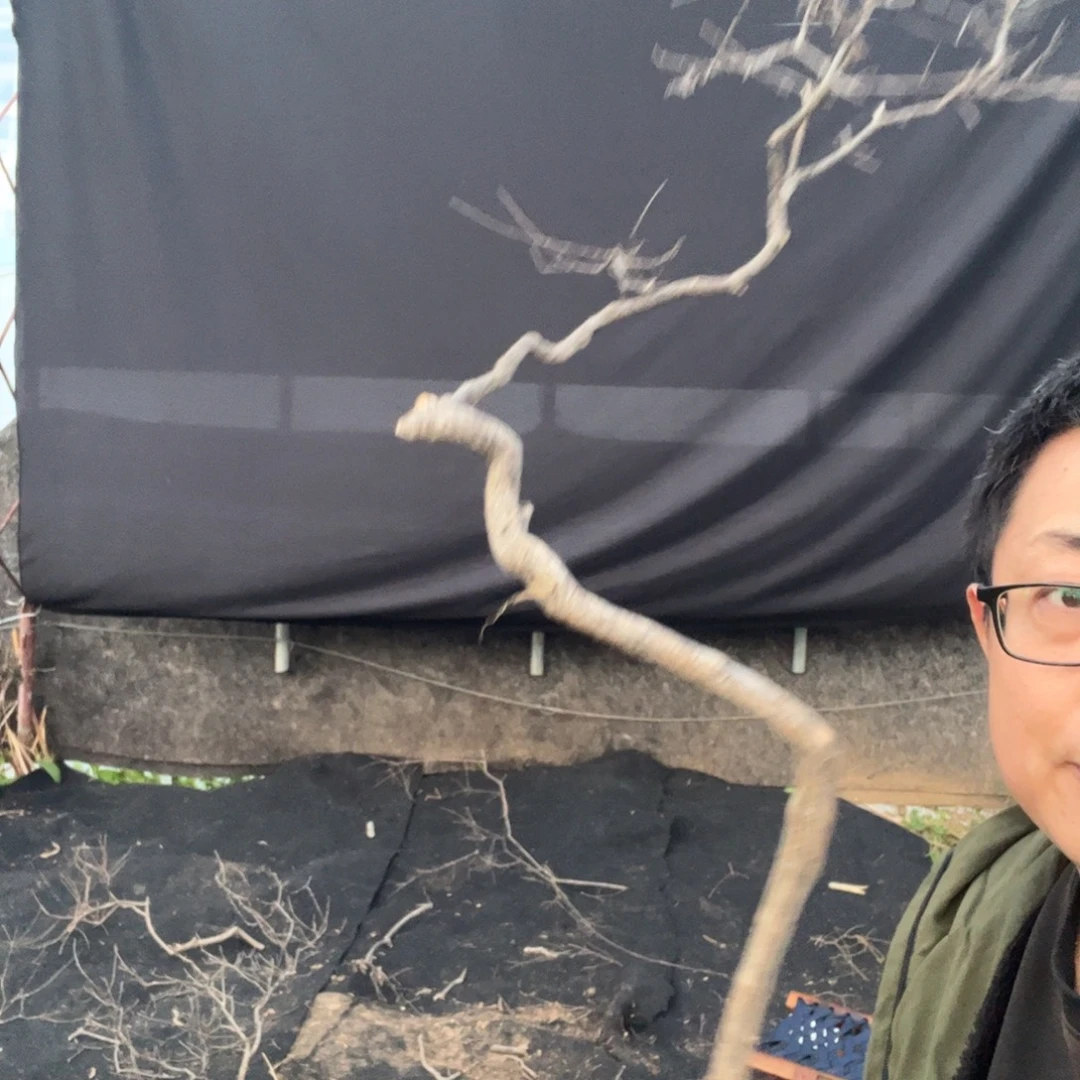 无花朵黄荆盆景不包邮价格