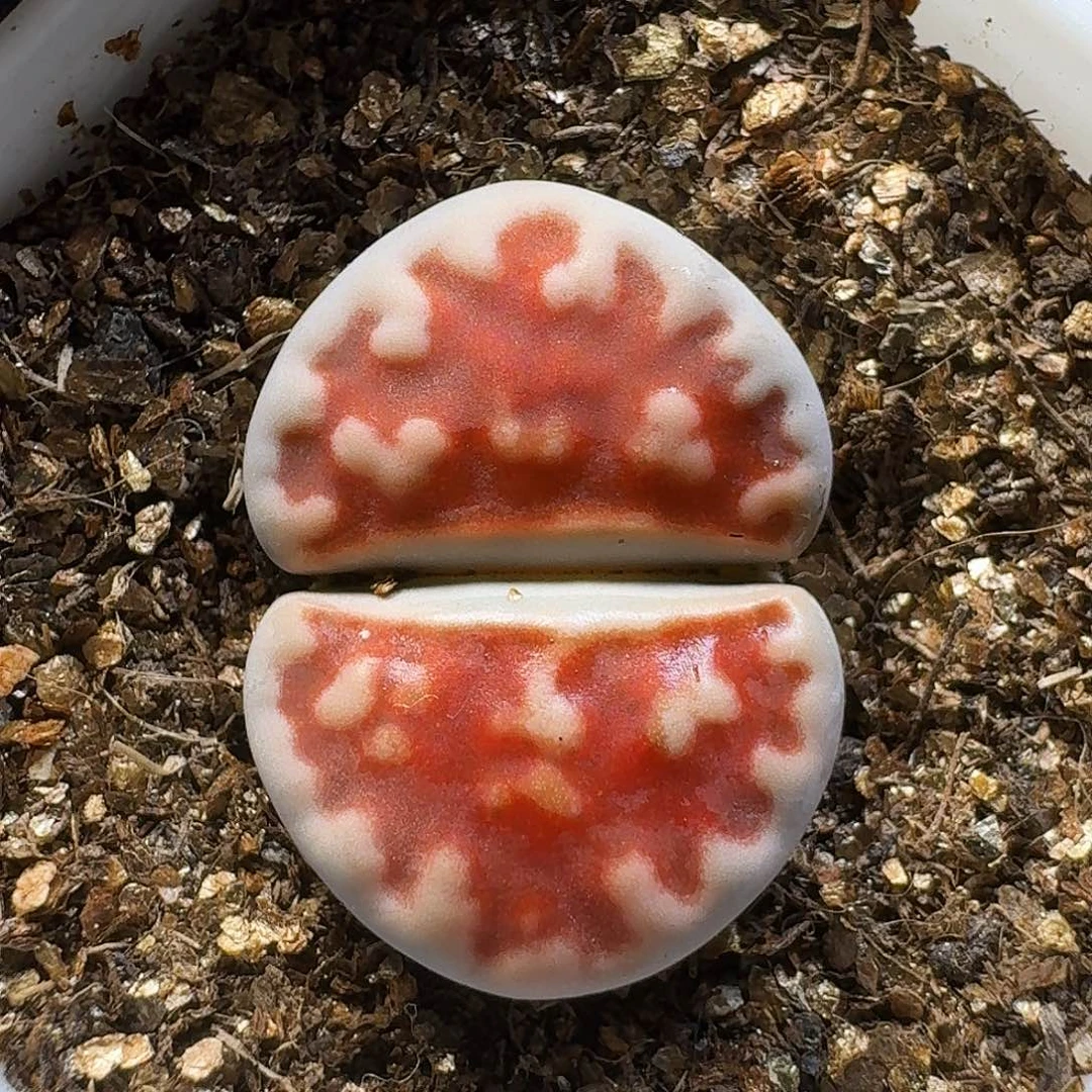 生石花1111111。   123