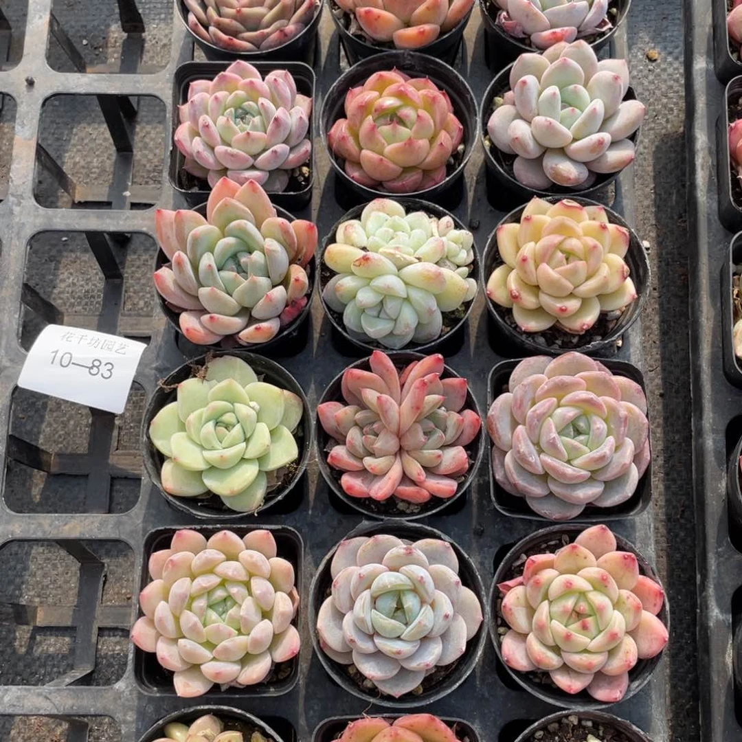 一物一拍18棵10-83