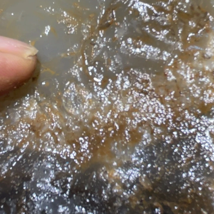 定制玛瑙鱼**生好咯哦组图图