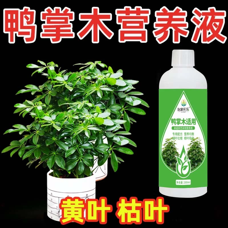 【鸭掌木适用营养液】水培鸭脚木花肥鹅掌柴招财树专用肥绿叶盆栽