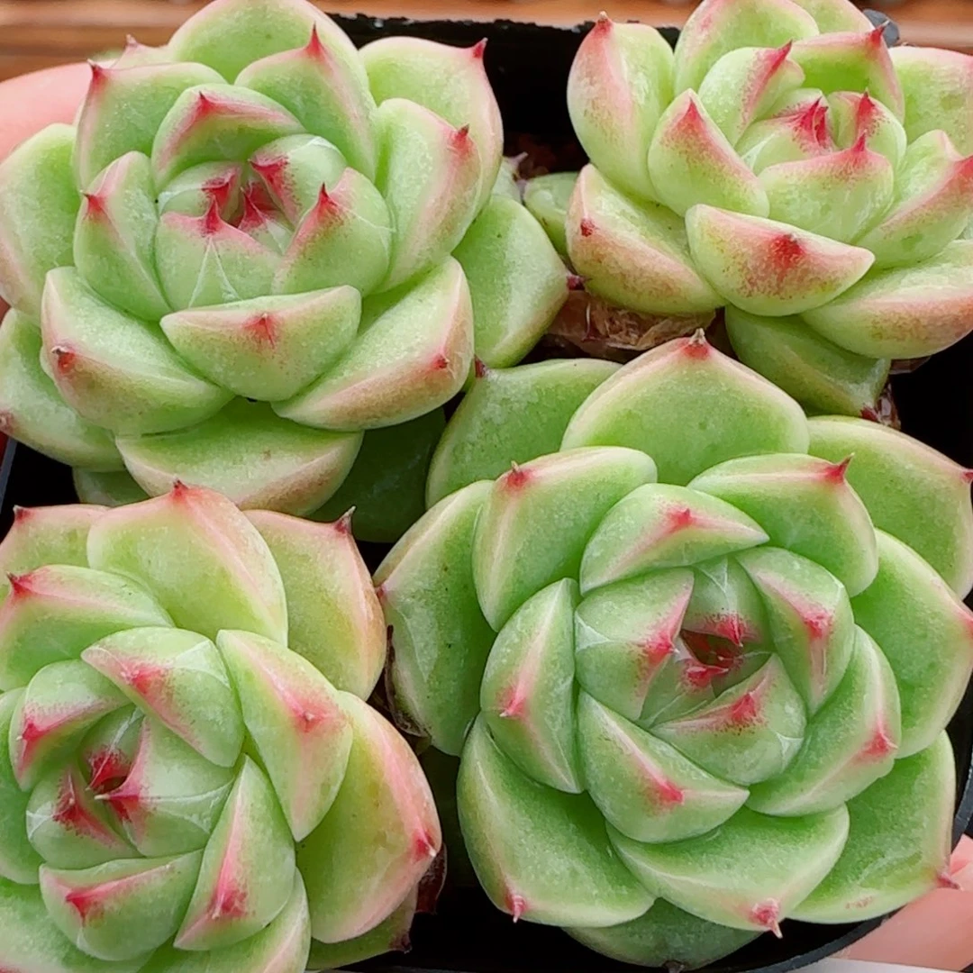 花语逸镜1009-05开播福利散包子