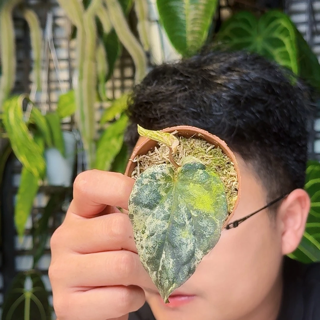 无花朵胡椒锦一叶一芽W142