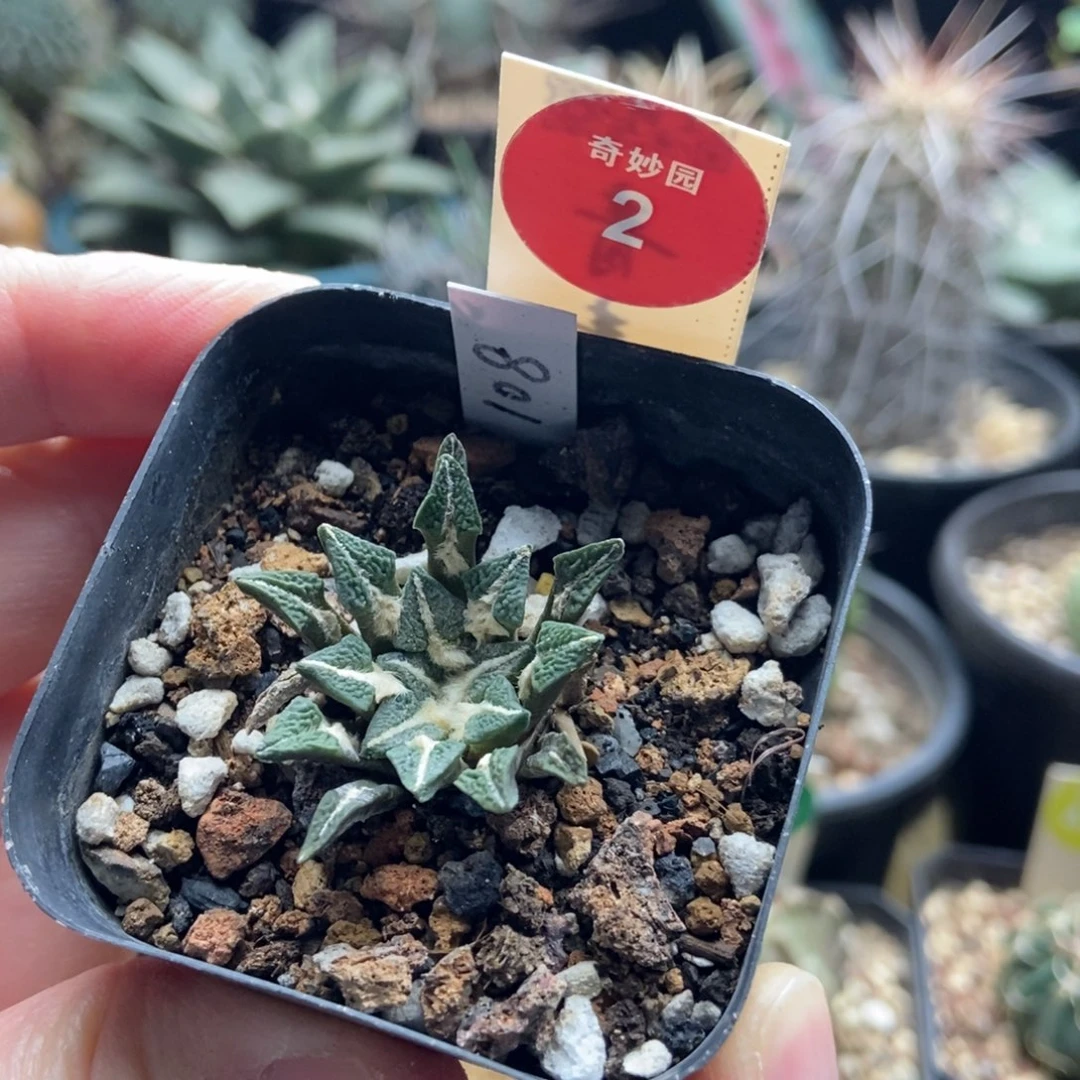 实生母本黑牡丹一颗仙人球