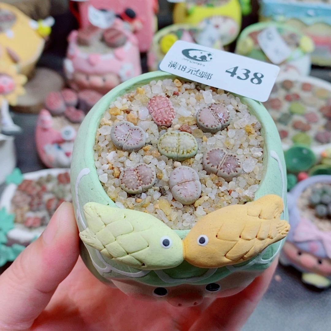 生石花花花花花花438