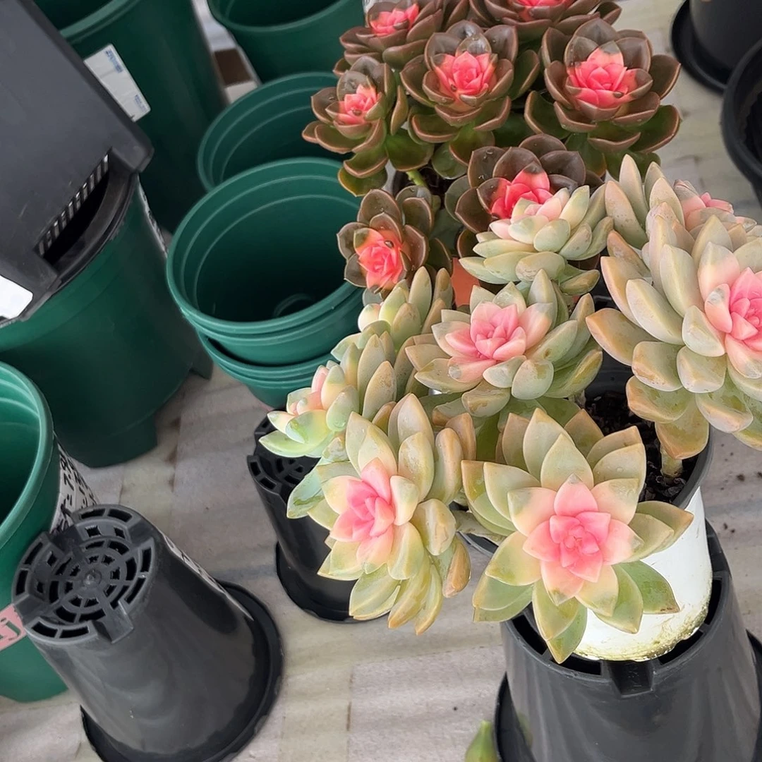 樱花锦+巧克锦各一颗