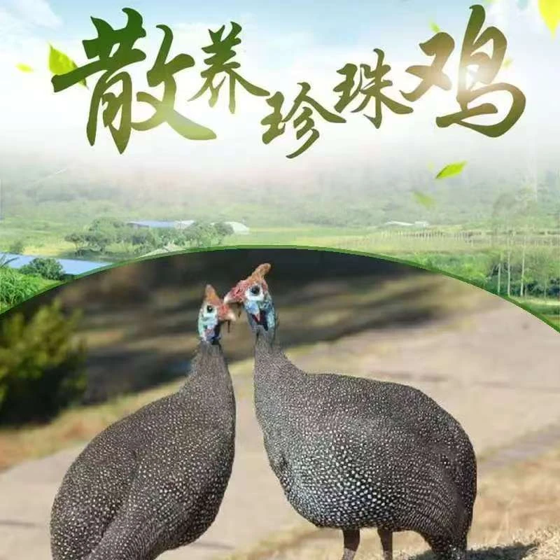[顺丰包邮]江西永新散养土鸡活禽现杀活鸡农家散养新鲜