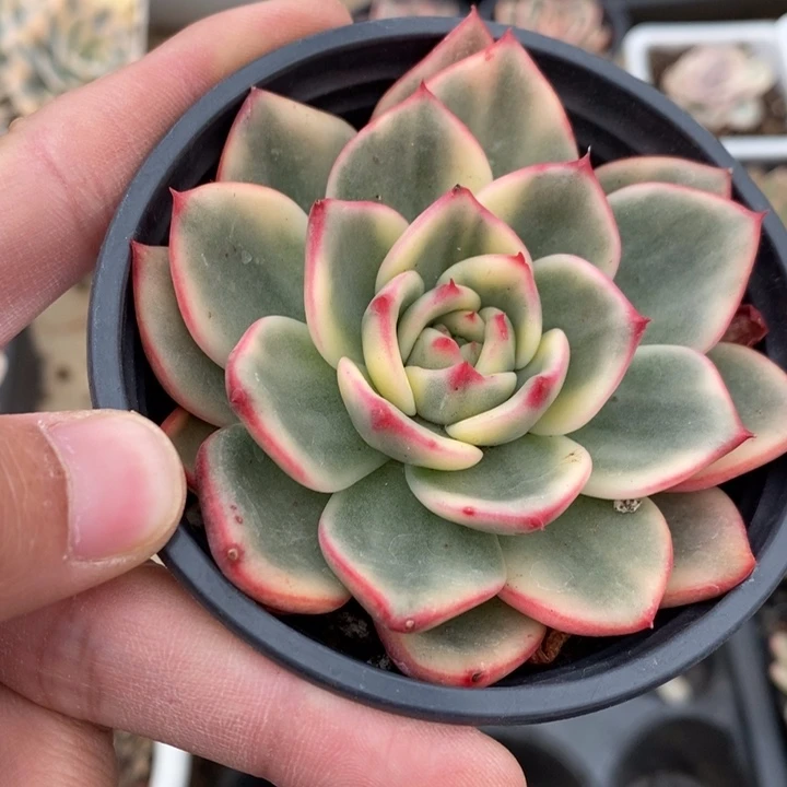蔚蓝多肉植物A3035
