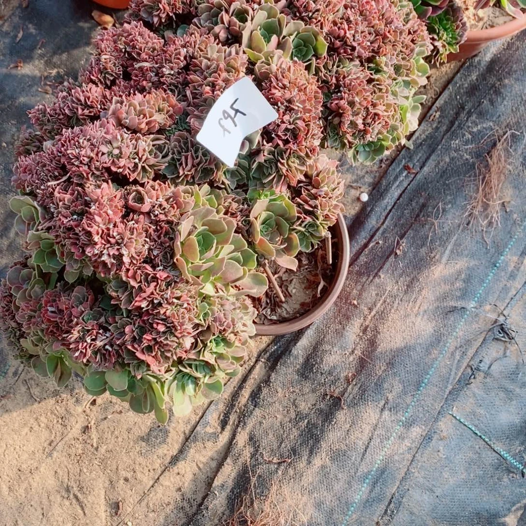 完全开放微瑕565号柠檬多肉1颗