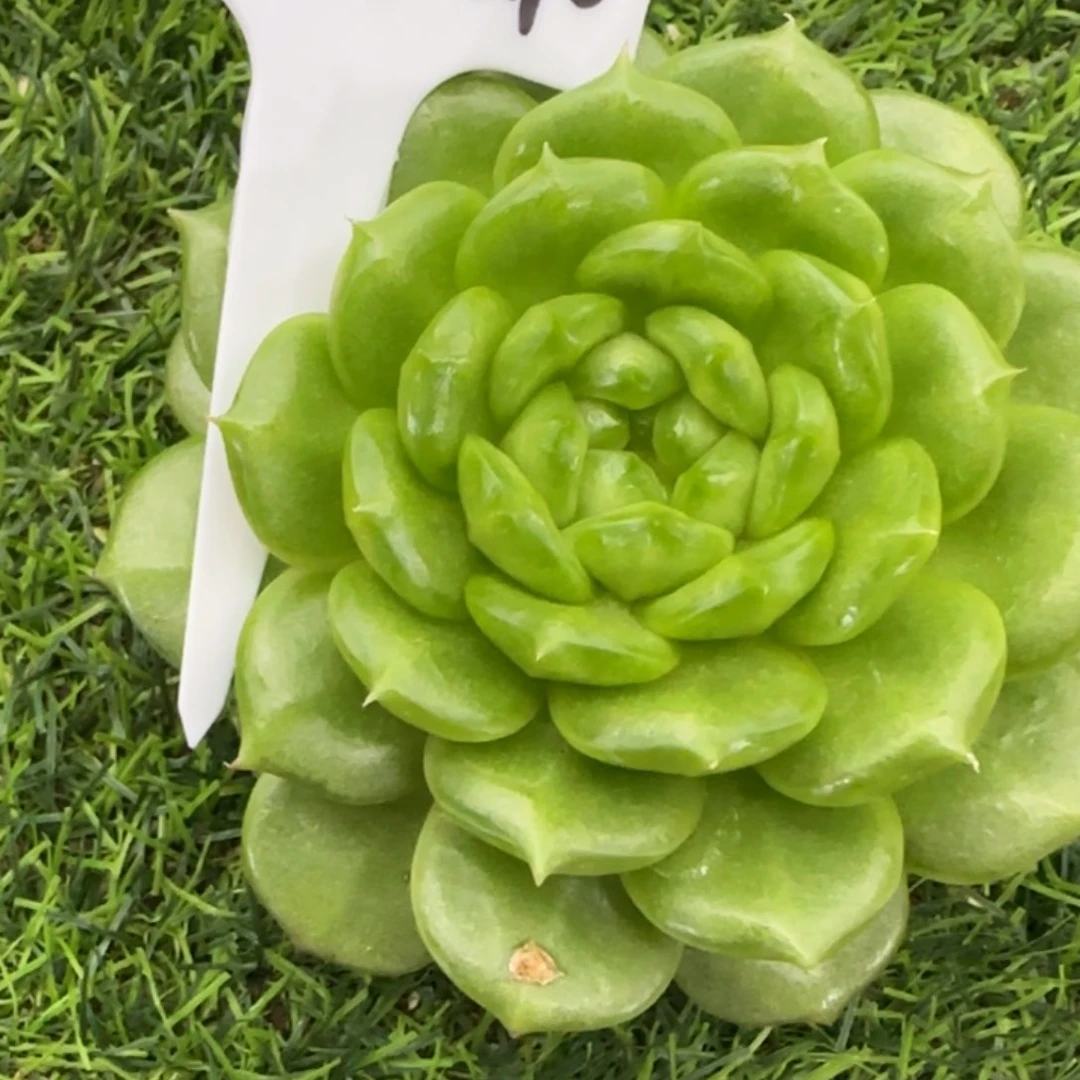 蔬***子灯泡珍妮多肉植物