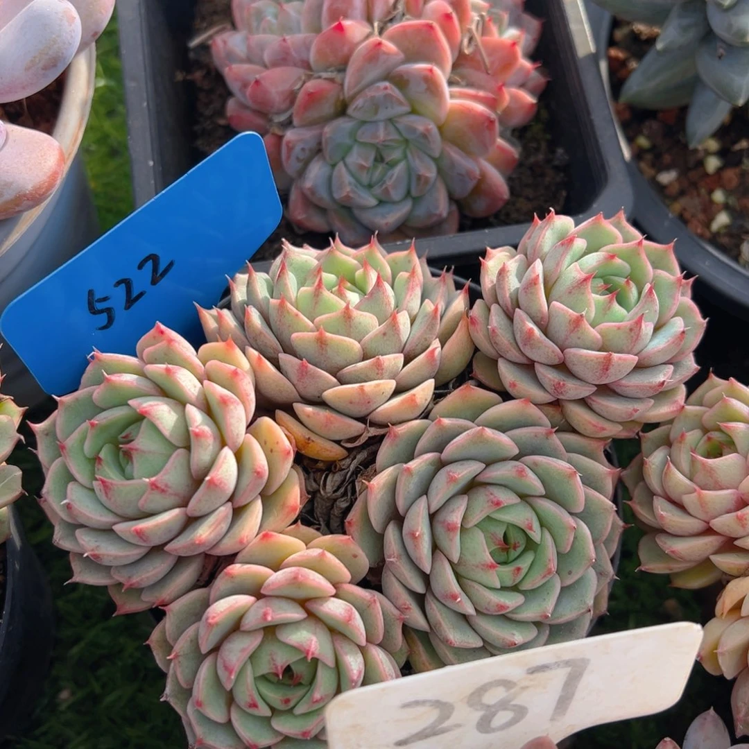 福利来啦打脸了打脸了打