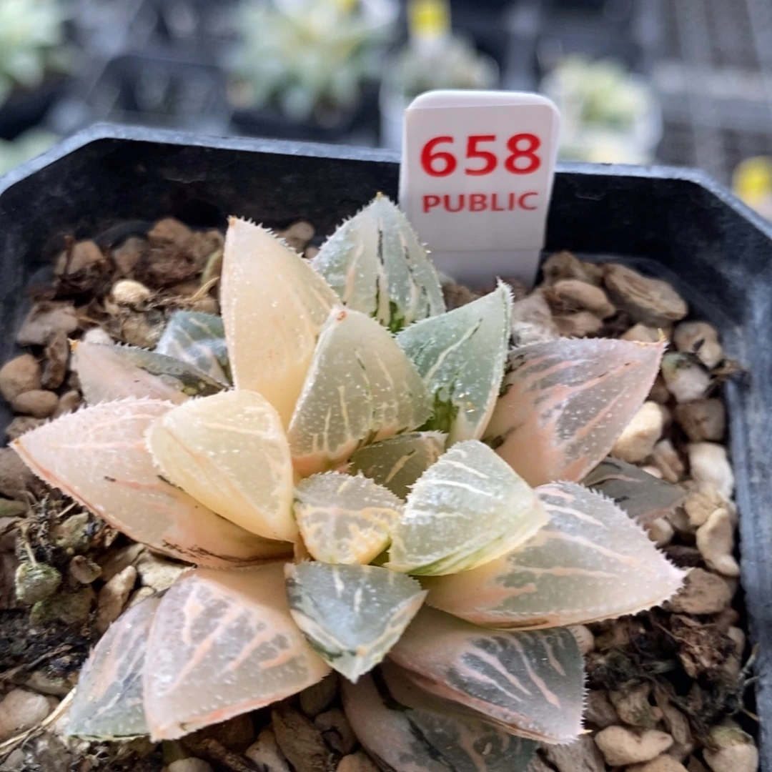 658号冰沙糖锦多肉