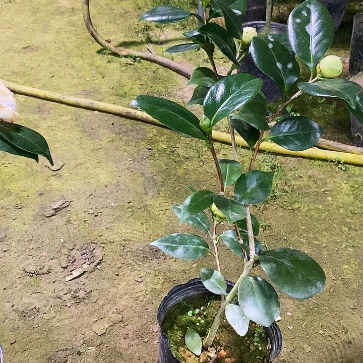 戴氏。      茶花。