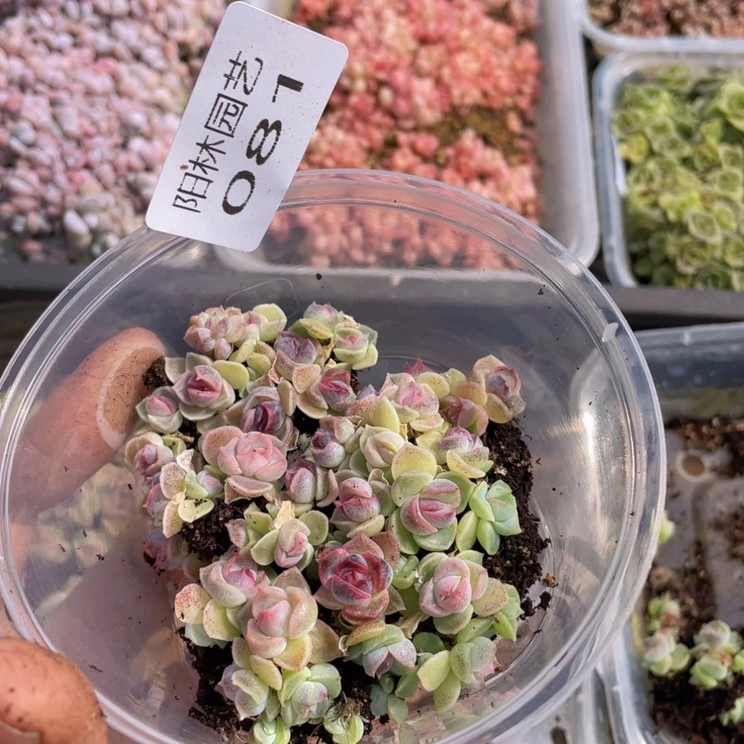 多肉植物多肉植物81