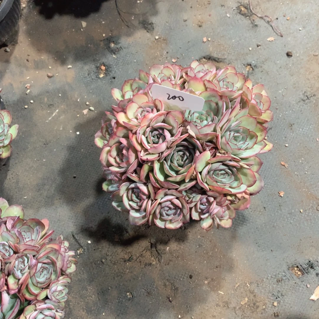 多肉植物200号牡丹亭