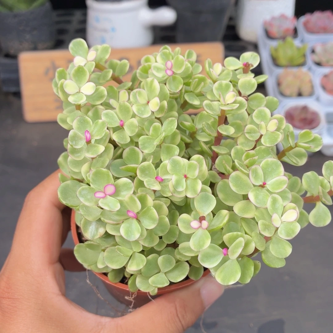 雅乐之舞多肉9.9包邮发货