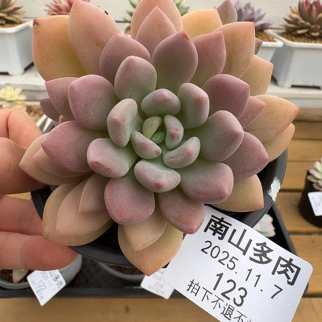 不知名1111107-123