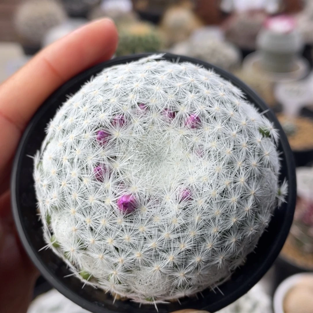 立刺春星     手捧型