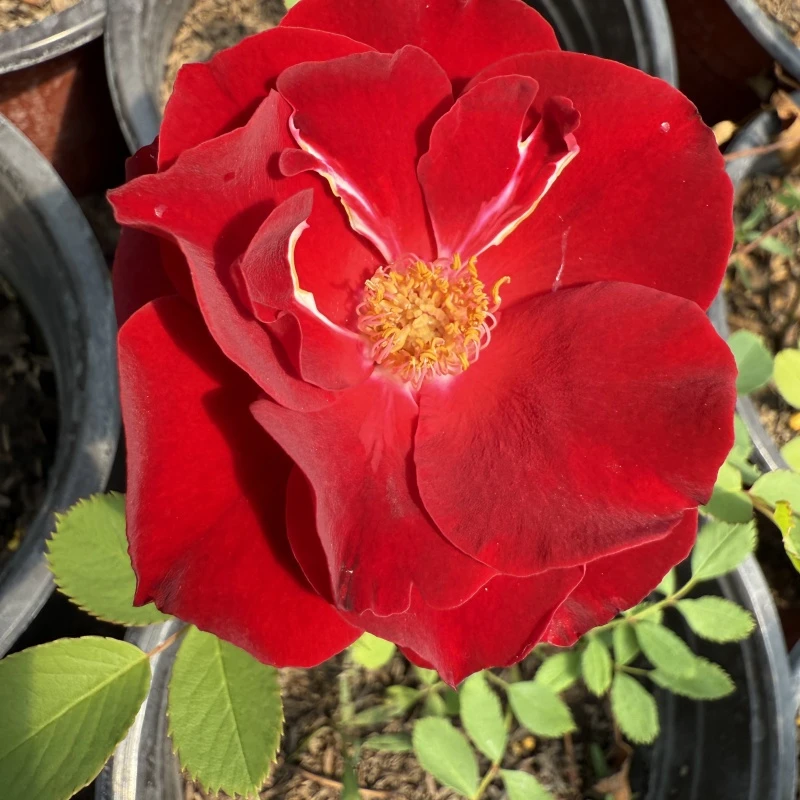 月季花绿植红色大花月季盆栽新品种月季花耐寒东北地区无覆盖过冬