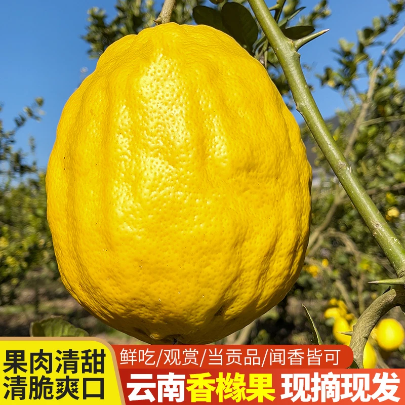 香橼果新鲜食用云南佛手果香甜清脆观赏清供闻香特大果柑橘枸橼子