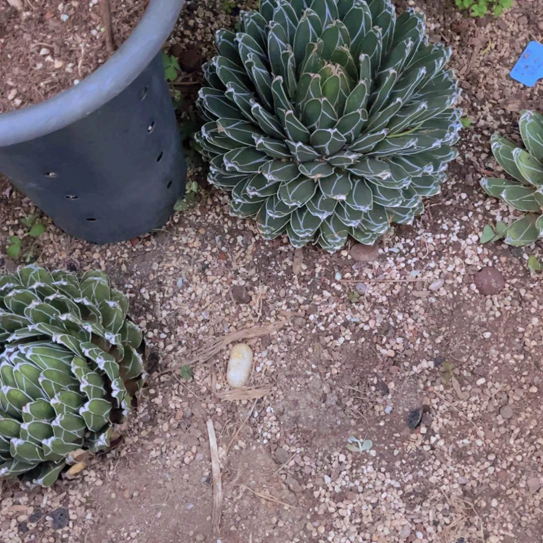 兰***兰多肉植物保护研究所所长