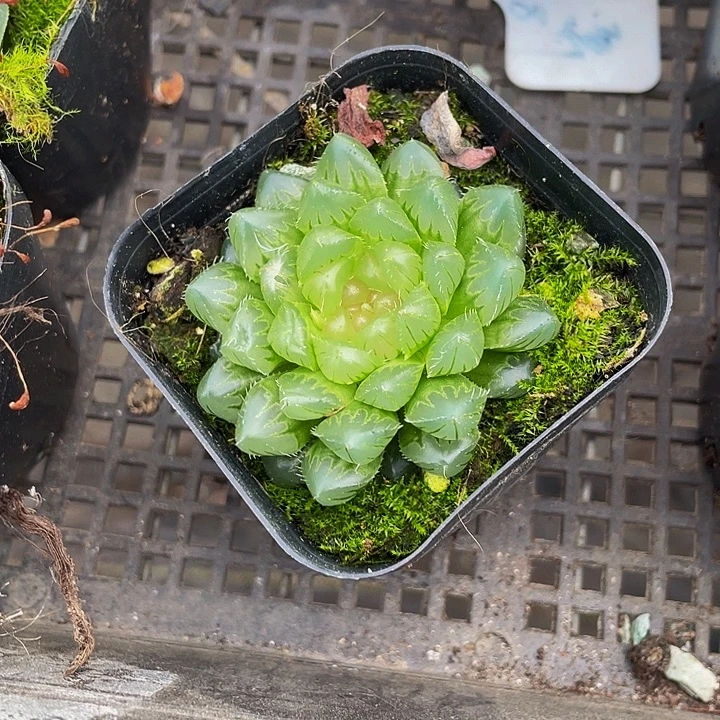 冰川玉露带盆土发