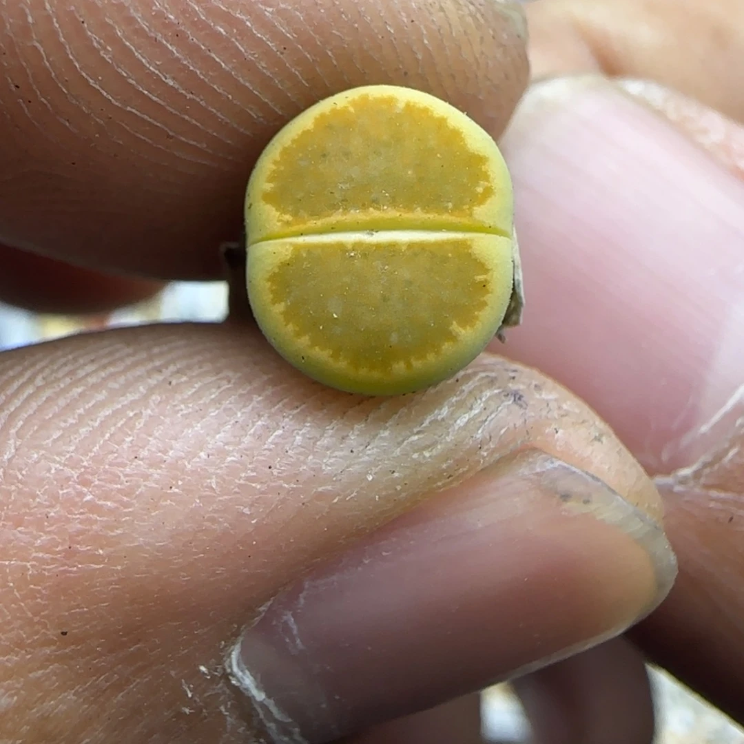 052 生石花大棚直播