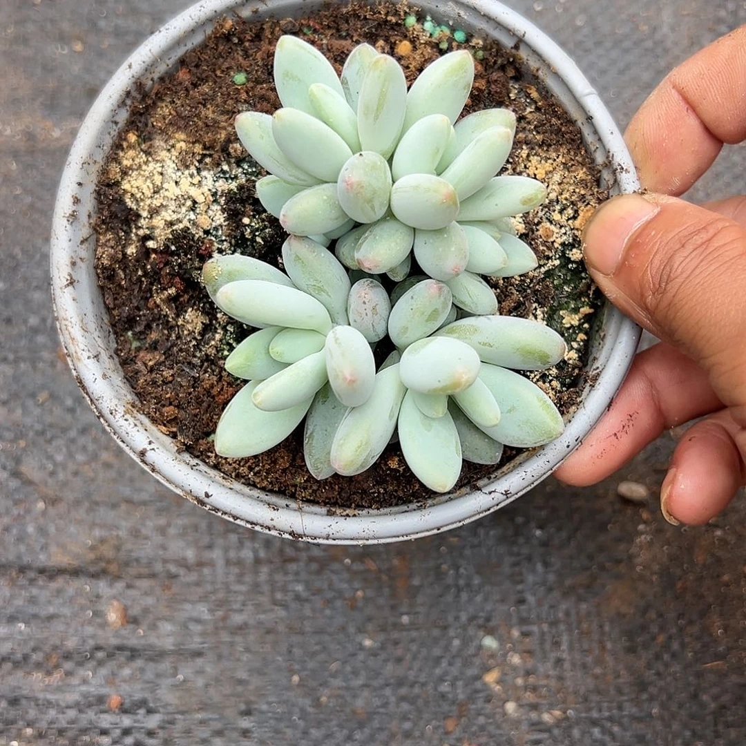 【闪购商品】无花朵白兰地