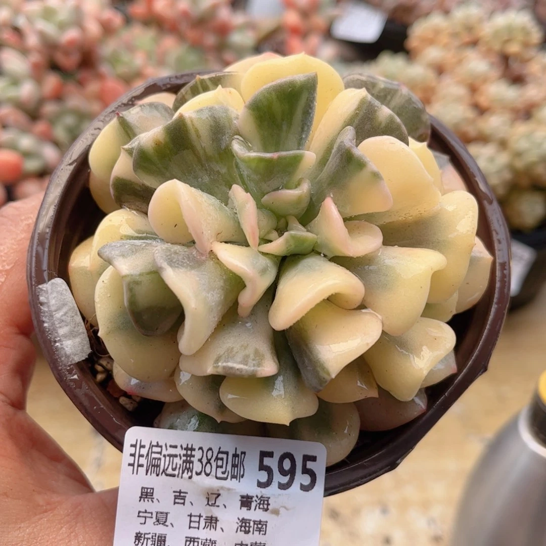 595雪精灵锦德华多肉