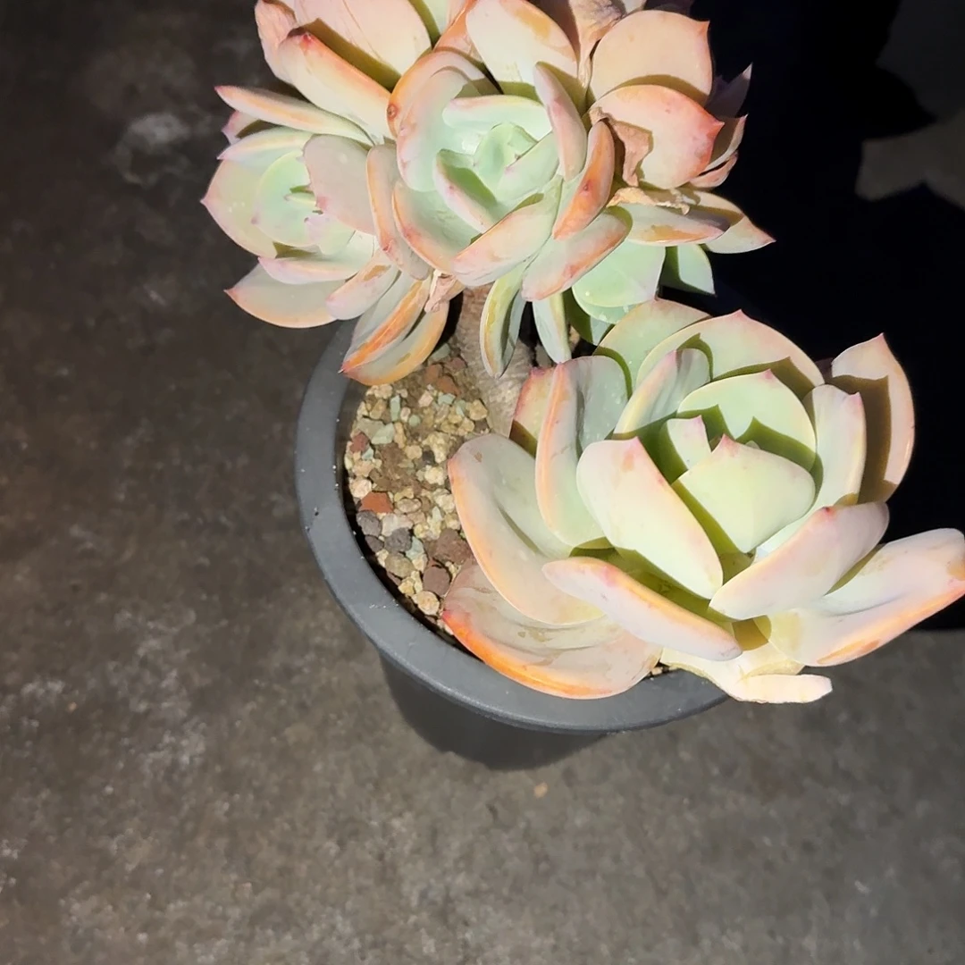 L****白凤多肉植物一颗