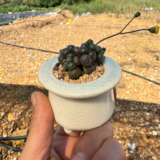 好养迷你小多肉小葡萄紫玄月盆栽观音莲多肉玉树