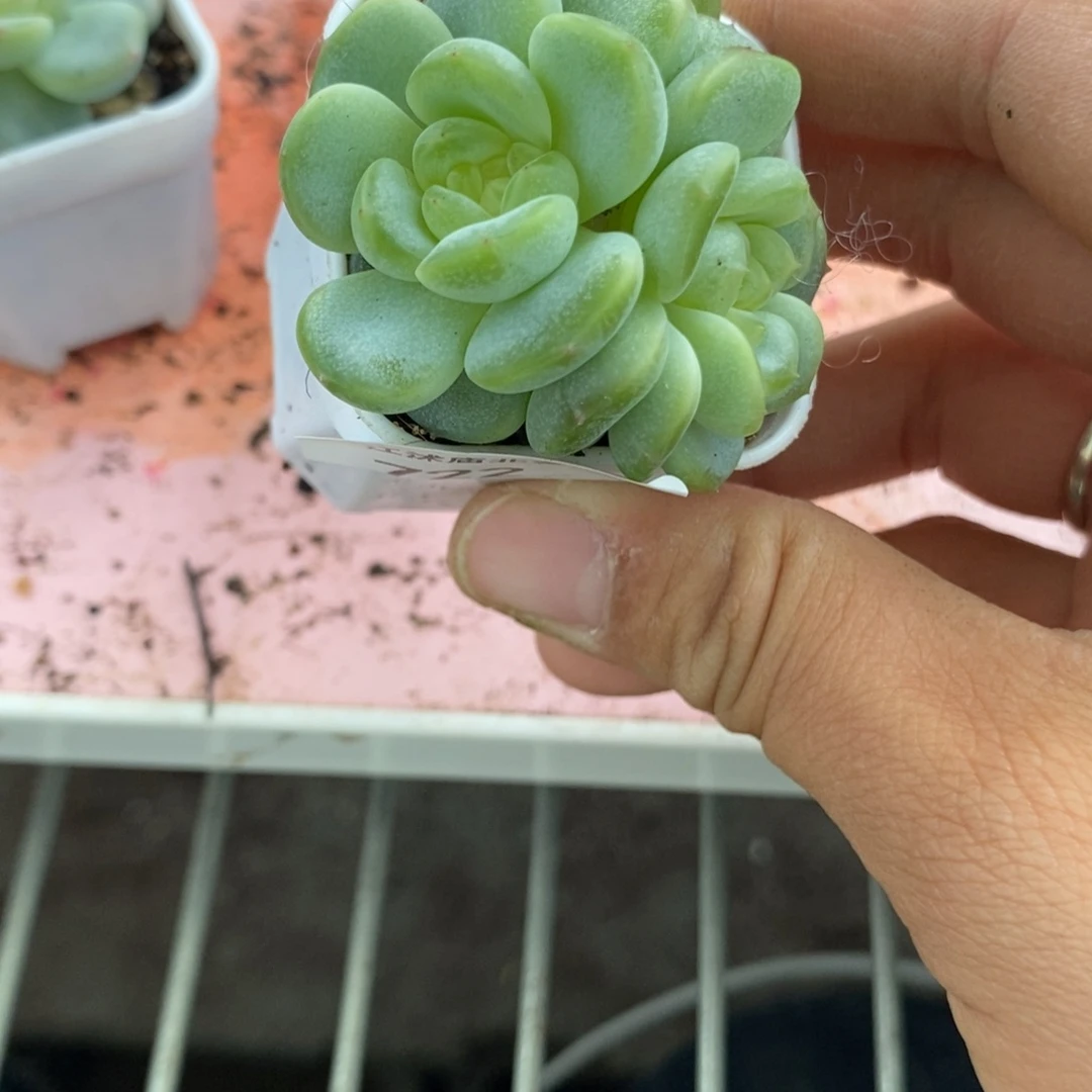 标签722甜心3000一个多肉