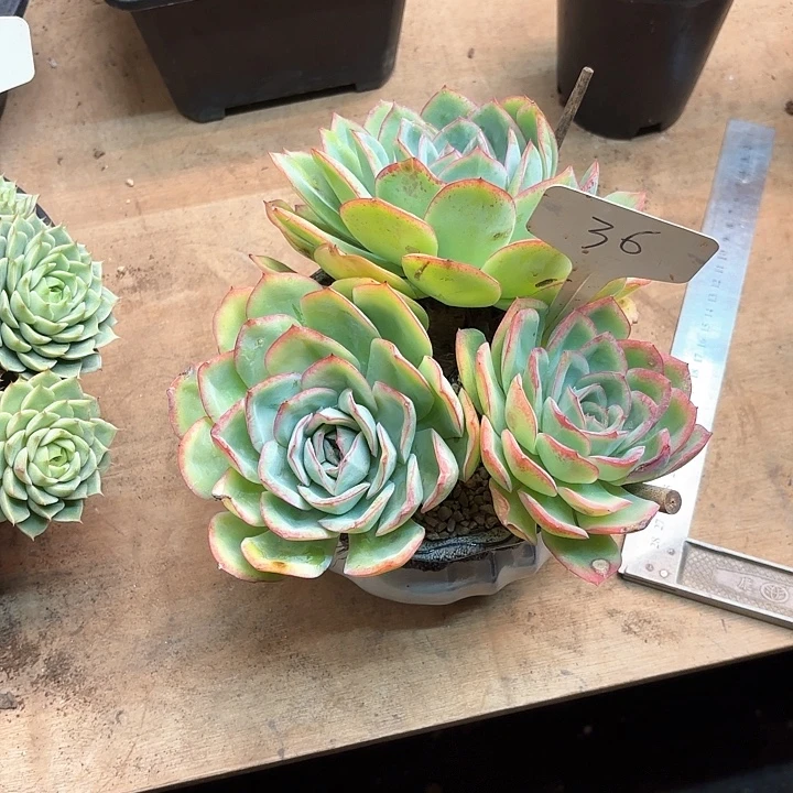 多肉植物，晨露36号