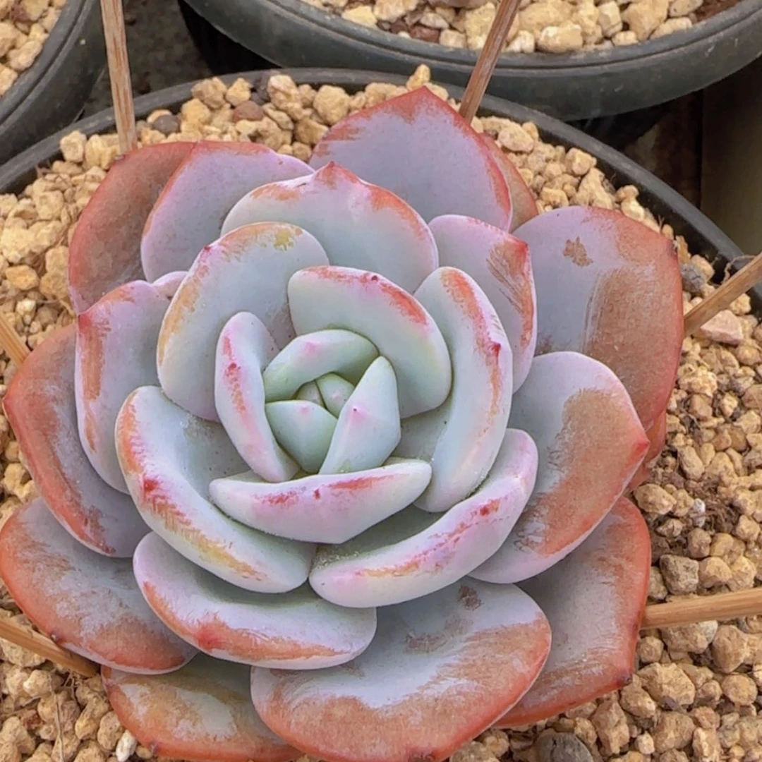 【闪购商品】单头奶茶