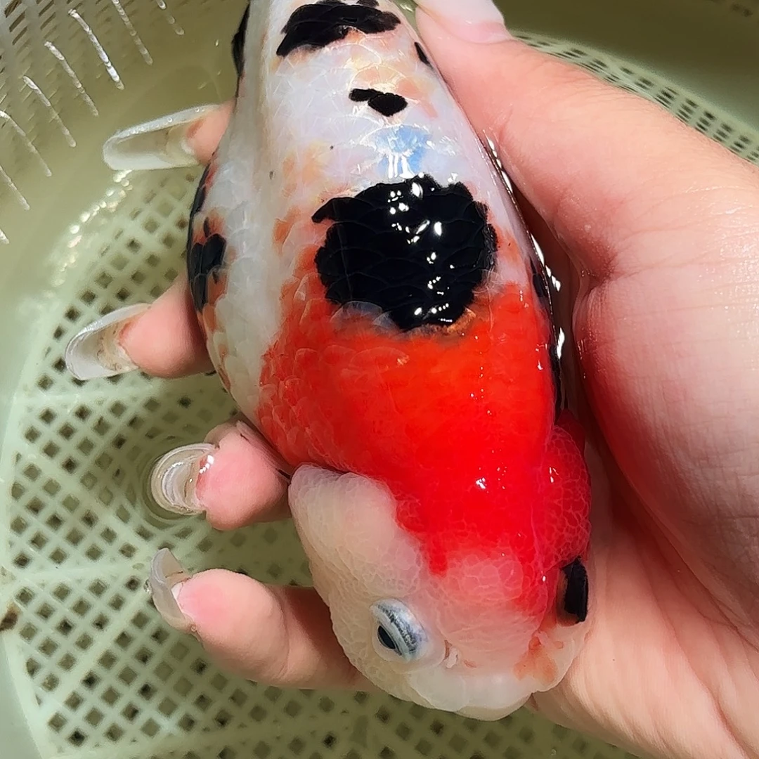 如***故金鱼拍包装包邮，不拍包装运费到付