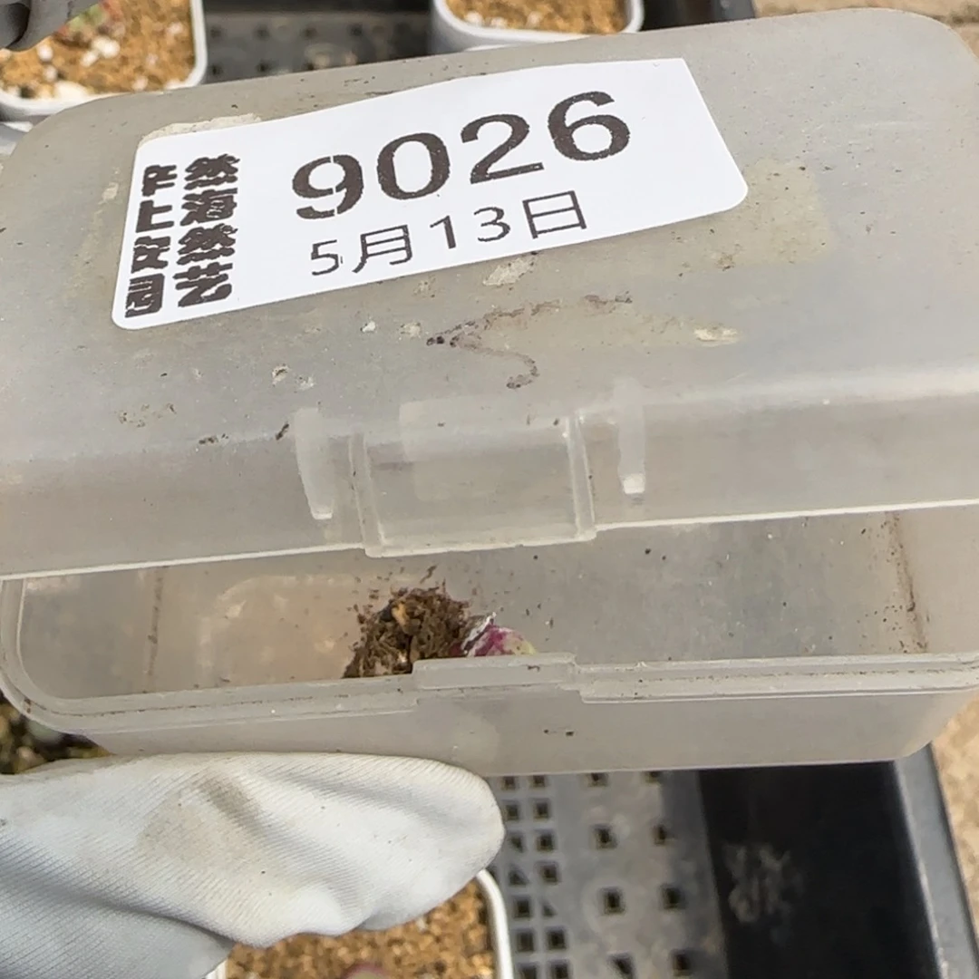 D**l5.13。se嘴。9026