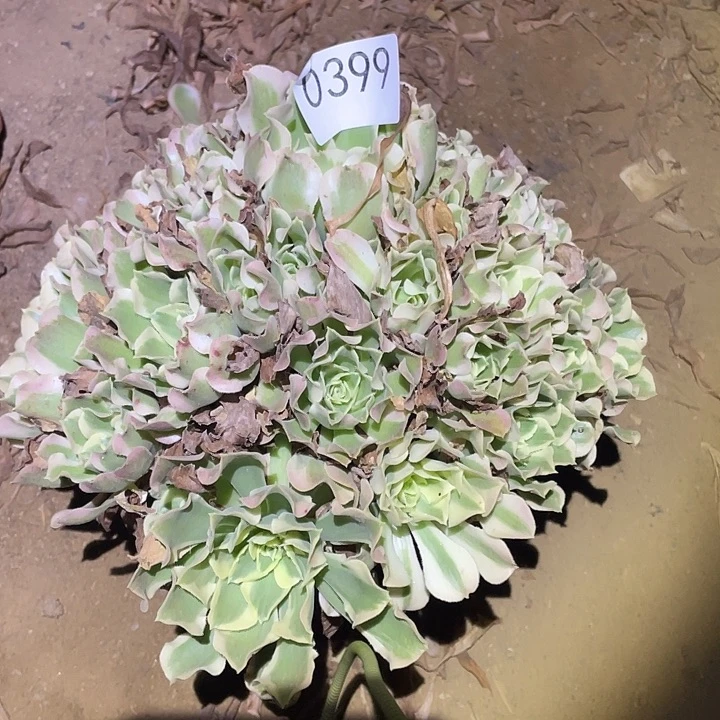 多肉植物法师不包断枝399白凤