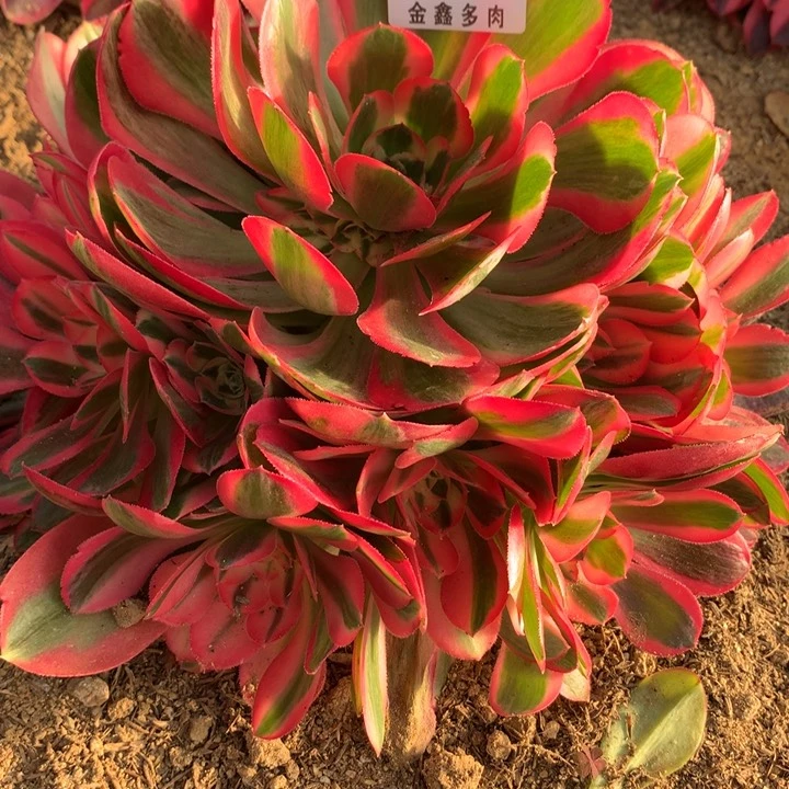 静**?997多肉植物一物一拍