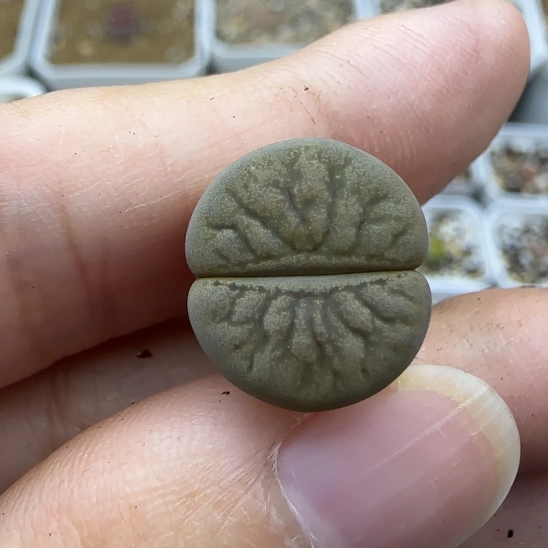 188暗河清框福利30包邮