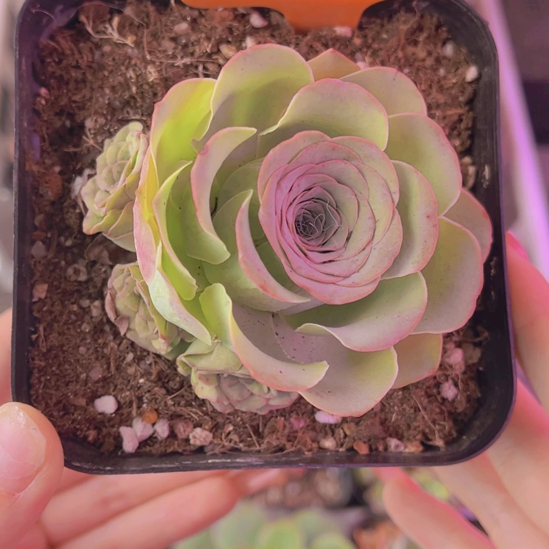 单品一物一拍838号