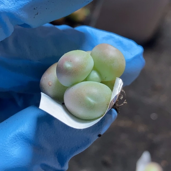 笑**独屁桃多肉植物多肉植物