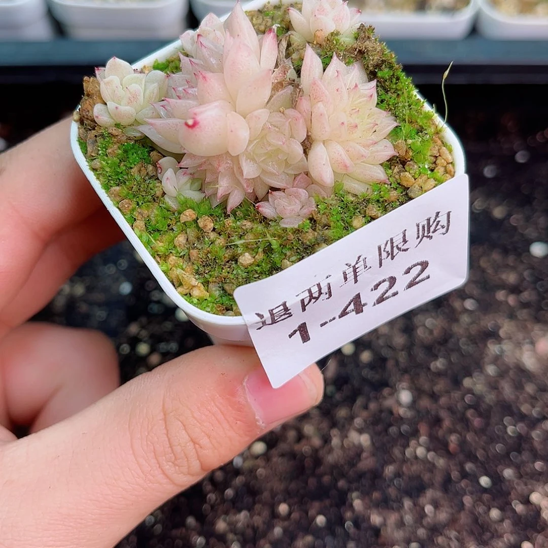 用****21-422 新疆西藏内蒙不发12.8抱歉2-