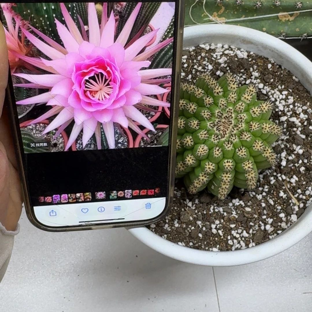 224毛花柱佛拉门戈歪无根侧牙5公分左右，20包邮