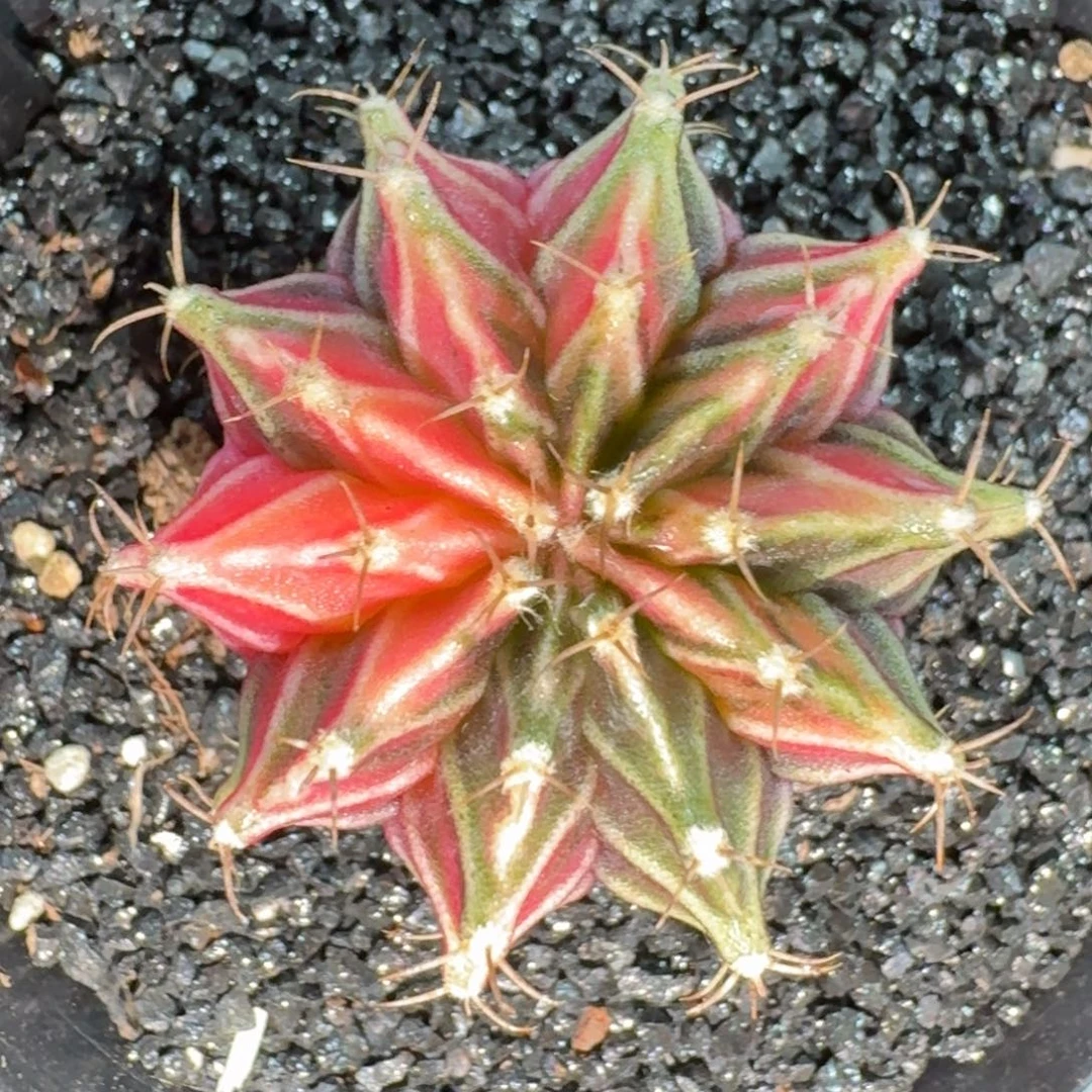 米哈实生自然锦泰国进口