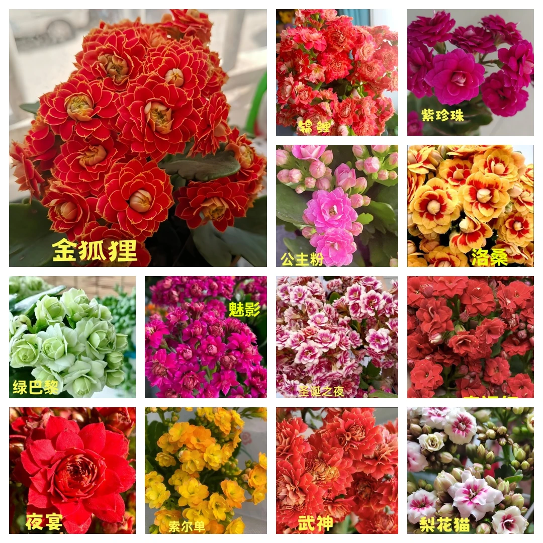 随机发货【2盆】11cm盆重瓣大花