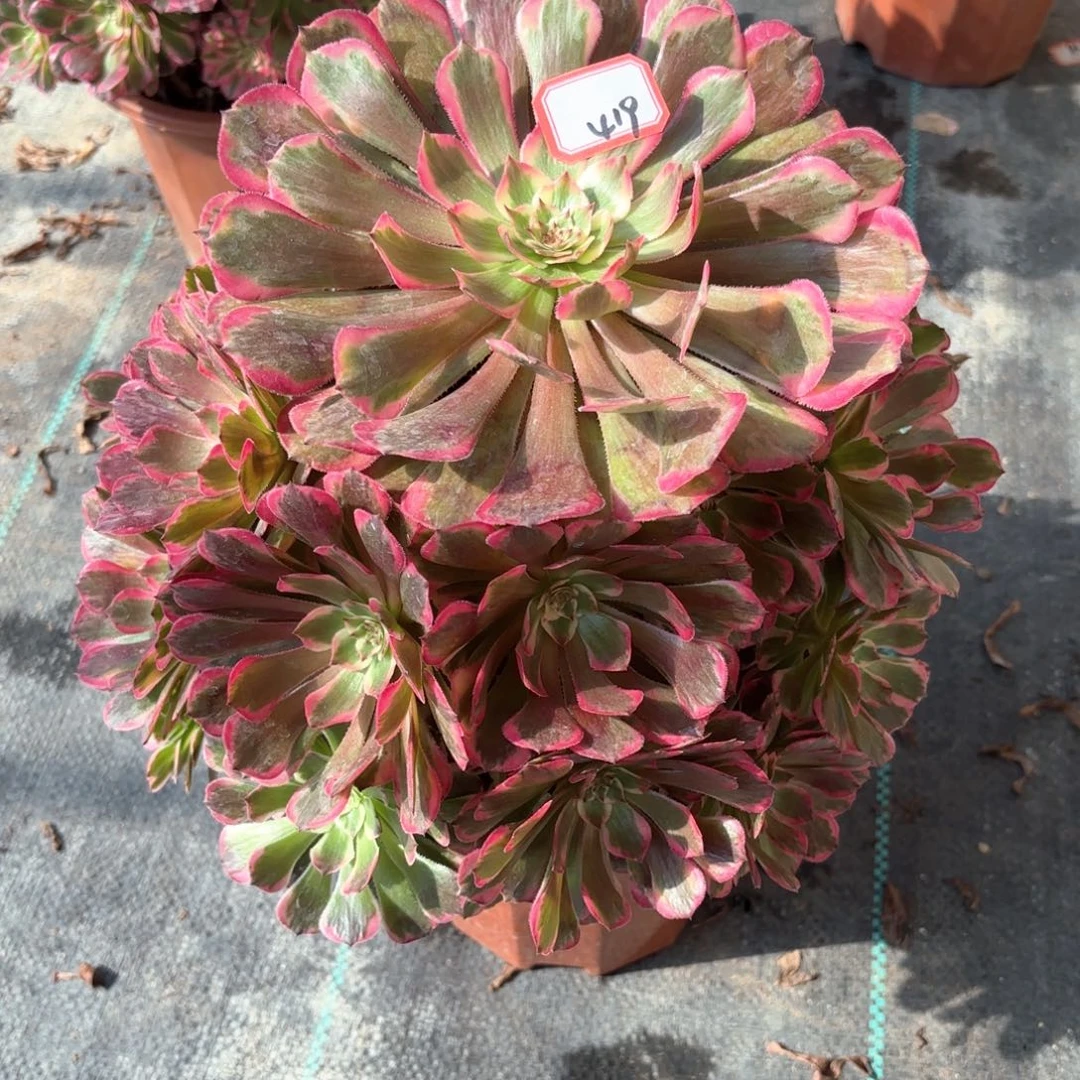 全部花朵419霁月多肉植物