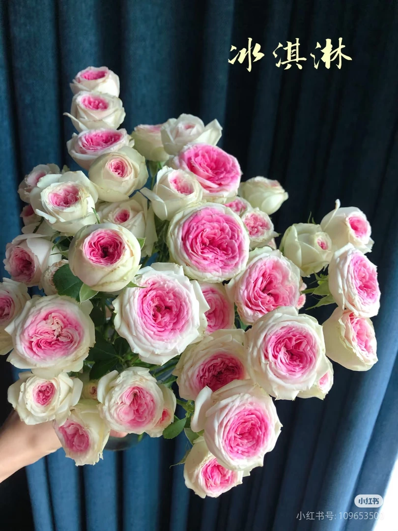 （冰激凌）小七月季盆栽带盆带土扦插独颗