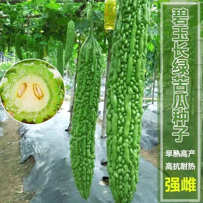 【店铺热销】长绿苦瓜种子四季阳台季庭院阳台盆栽蔬果常绿苦